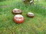 Conkers!!!