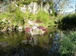 Gunnera Pond